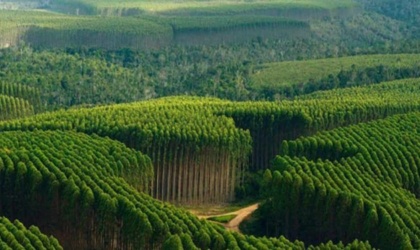 A "cultura da floresta" que ainda falta criar