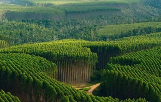 A "cultura da floresta" que ainda falta criar