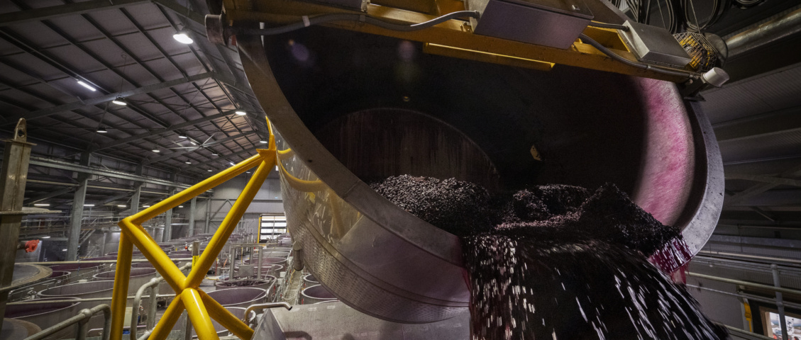 Onde o vinho e a sustentabilidade se encontram?